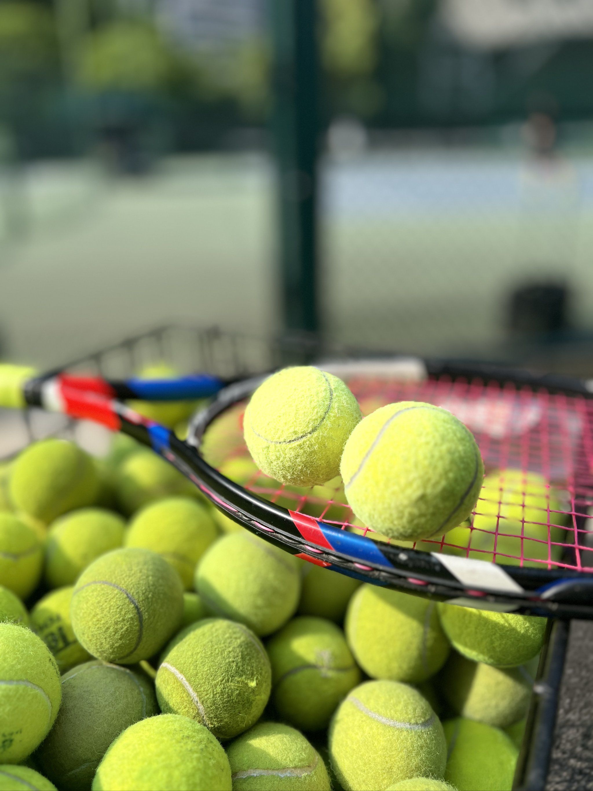 林晓菲的坚 林晓菲的坚